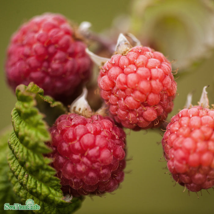 Rubus (Hallon) 'Preussen' E A-kval  C2