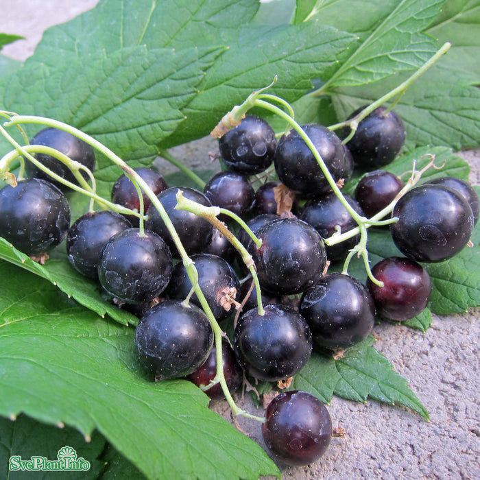 Ribes nigrum 'Delikatesnaja' C3,5