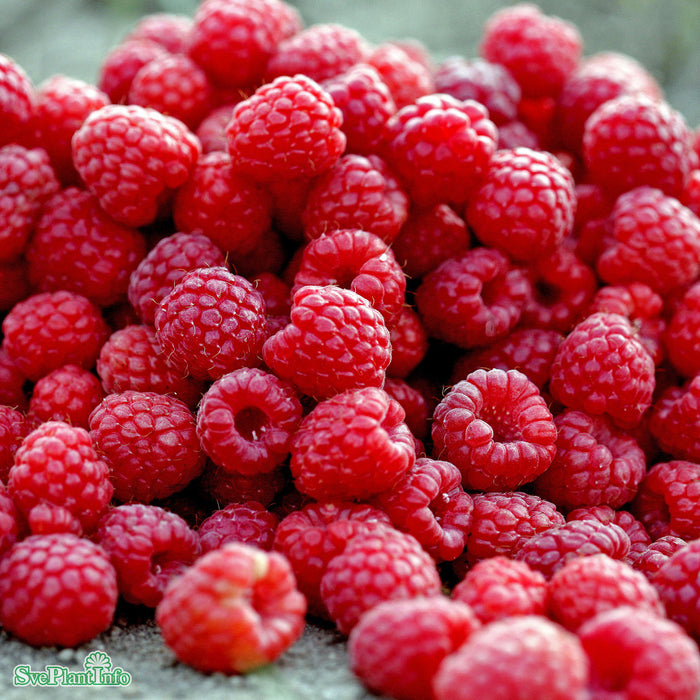 Rubus (Hallon) 'Preussen' E A-kval  C2