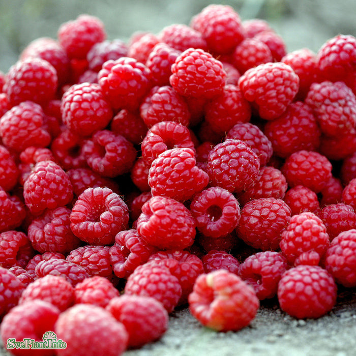 Rubus (Hallon) 'Preussen' A-kval C2