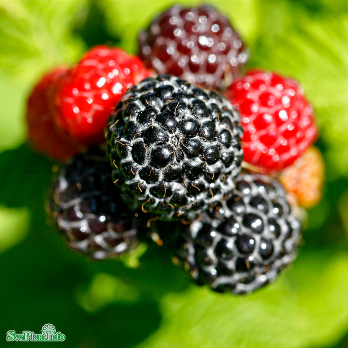 Rubus occidentalis 'Munger' A-kval C3,5