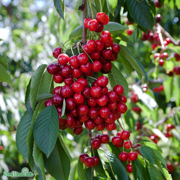 Prunus avium 'Stella' E Colt Stam Kl 4 års