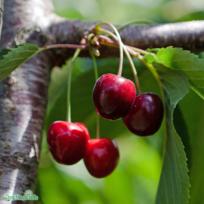 Prunus avium 'Stella' E Colt Stam Kl 4 års
