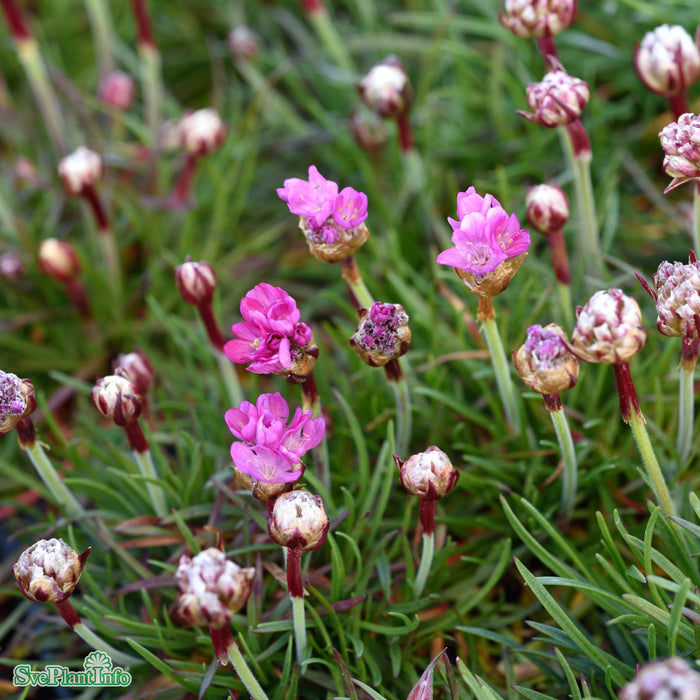 Armeria maritima 'Armada Rose' A-kval