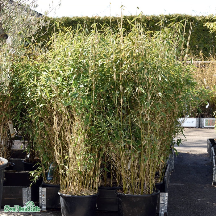 Fargesia murielae 'Blue Lizard' Solitär C15 80-100cm