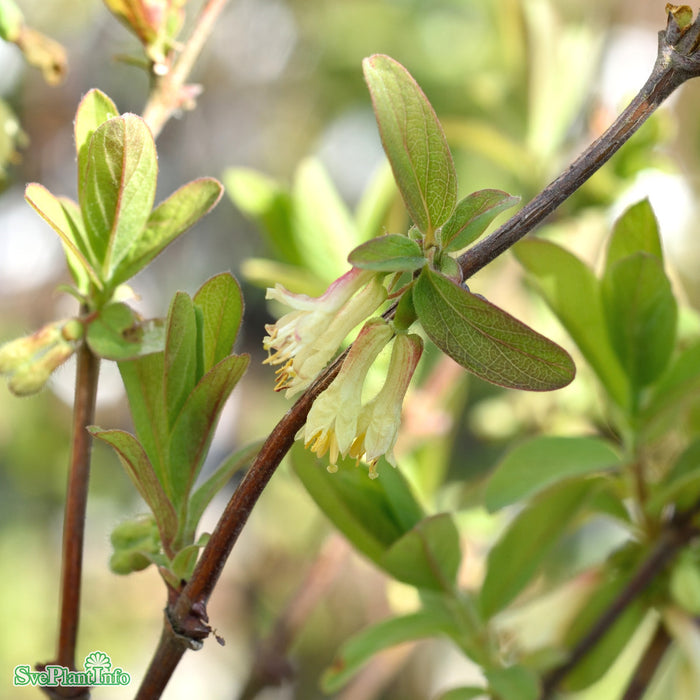 Lonicera caerulea var. kamtschatica 'Honey Bee' C3,5