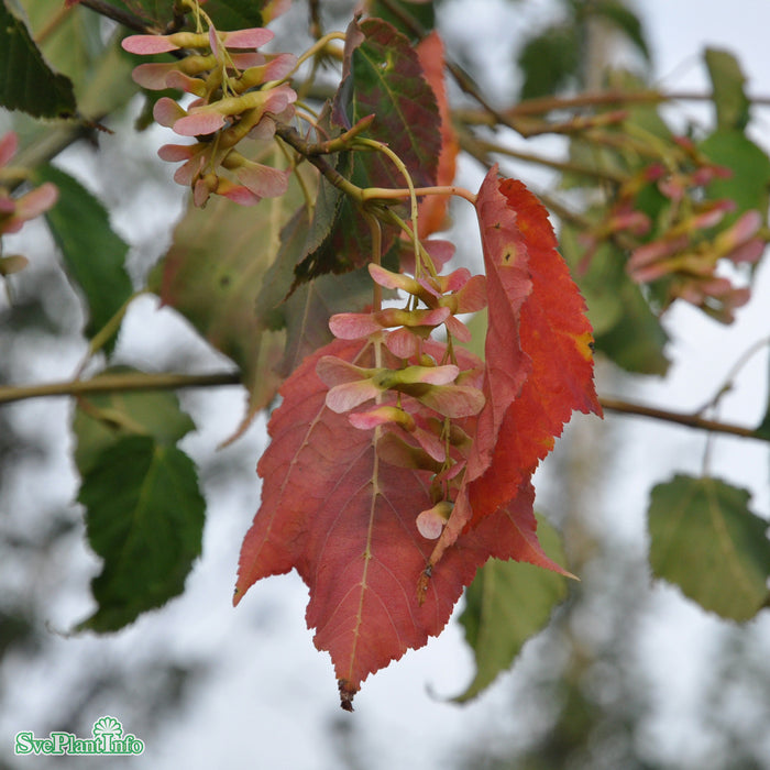 Acer rufinerve Solitär Kl 150-200cm