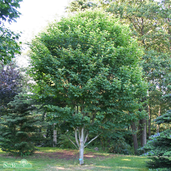 Acer rufinerve Solitär Kl 150-200cm