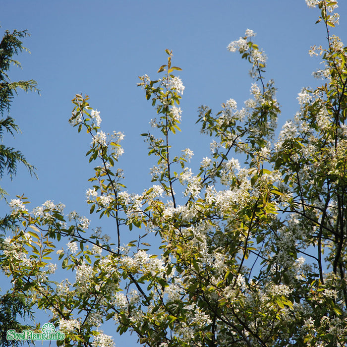 Amelanchier laevis 'Ballerina' Solitär Kl 150-200 200-250cm