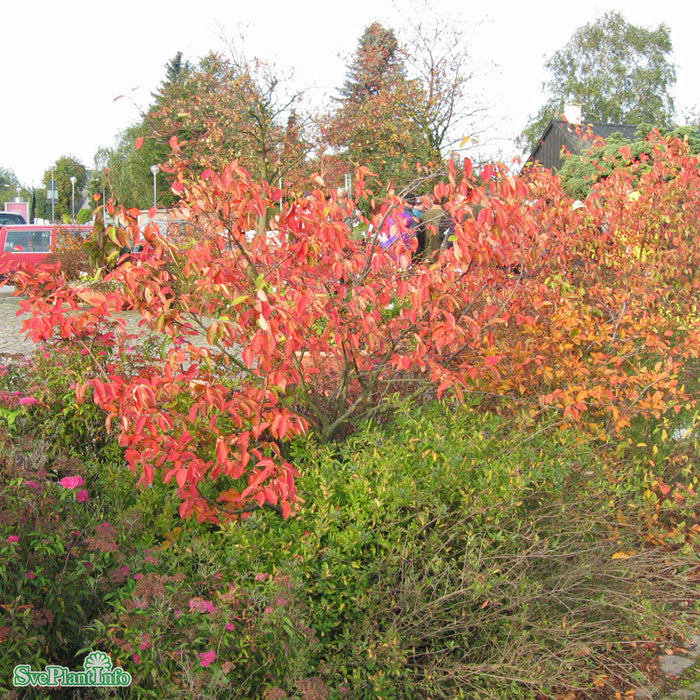 Amelanchier laevis fk 'Bäcklösa' E C3,5