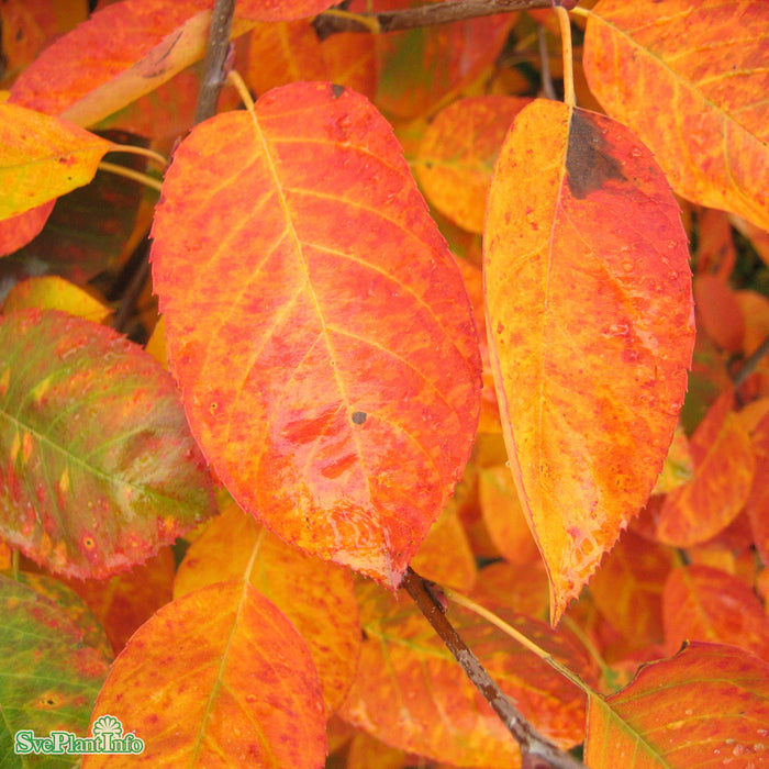Amelanchier lamarckii Paraplyform Kl flerstammad 100-150 175-200cm