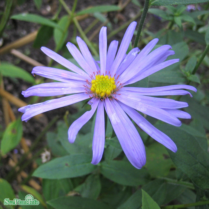 Aster frikartii 'Mönch' A-kval