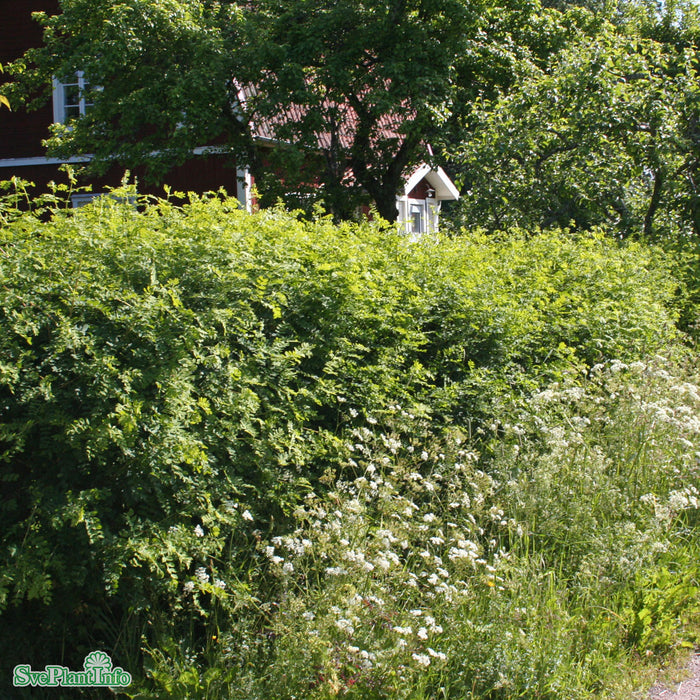 Caragana arborescens Busk C3,5