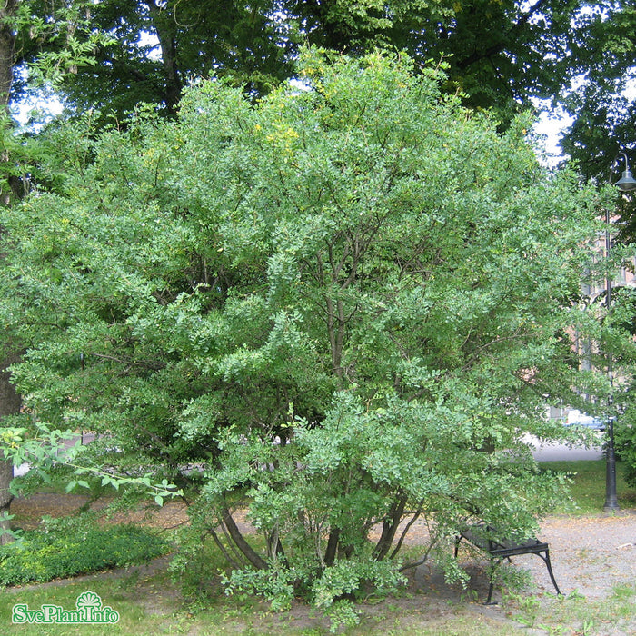 Caragana arborescens Busk C3,5
