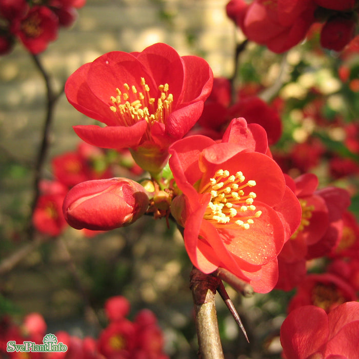 Chaenomeles x superba 'Nicoline' Solitär C20 100-125cm