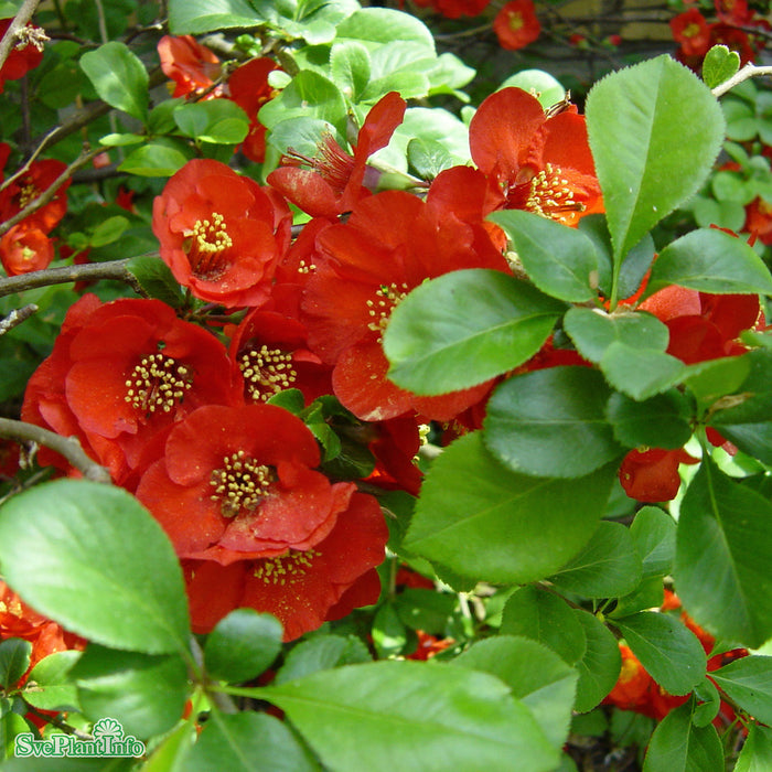 Chaenomeles x superba 'Nicoline' Solitär C20 100-125cm