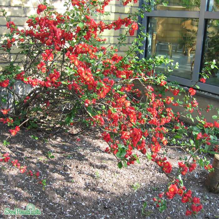 Chaenomeles x superba 'Nicoline' Solitär C20 80-100cm