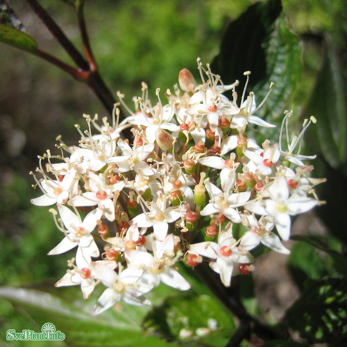 Cornus alba 'Kesselringii' Busk C3
