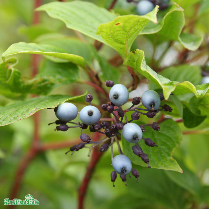 Cornus alba 'Sibirica' C4,5 50-60cm