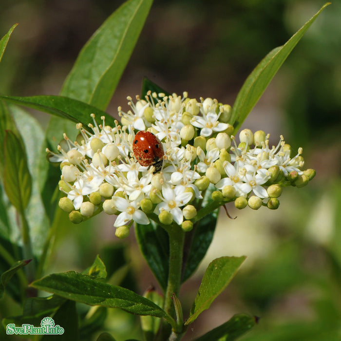 Cornus sericea 'Farba' E Busk C10