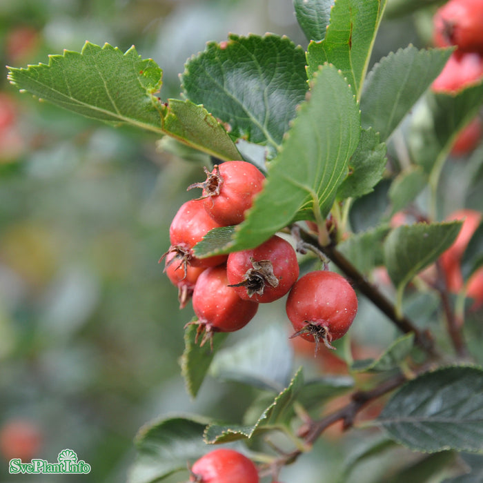 Crataegus x persimilis 'Splendens' Ungträd C10 175-200cm
