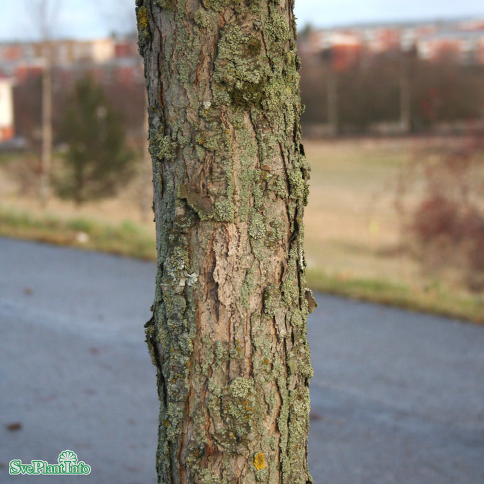 Crataegus persimilis 'Splendens' Högstam Kl So 10-12