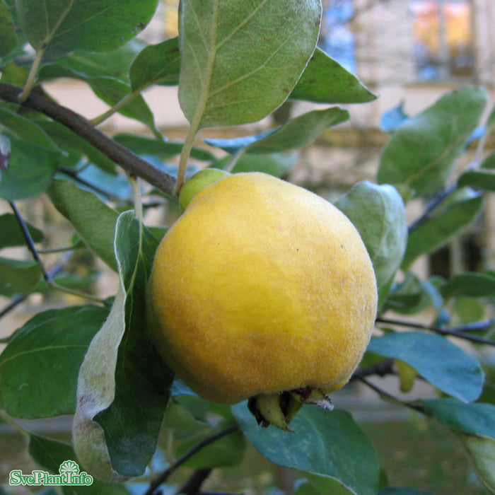 Cydonia oblonga 'Portugiesische Birnenquitte' C7,5