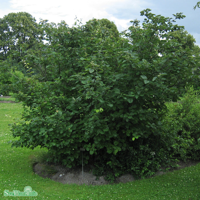 Cydonia oblonga 'Portugiesische Birnenquitte' C7,5