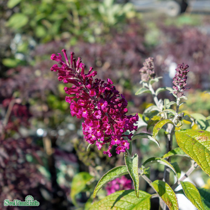 Buddleja davidii 'Funky Fuchsia' Busk C4,5