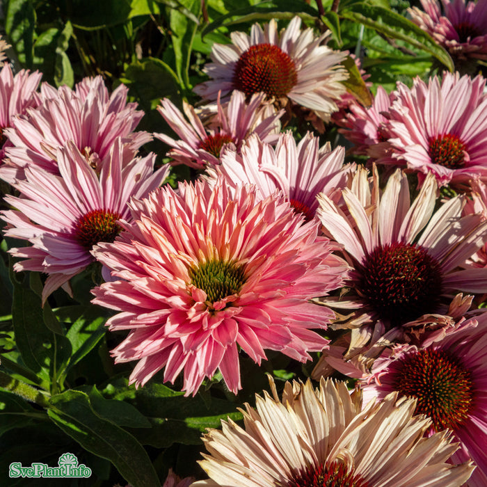 Echinacea 'Sunseekers Salmon' A-kval