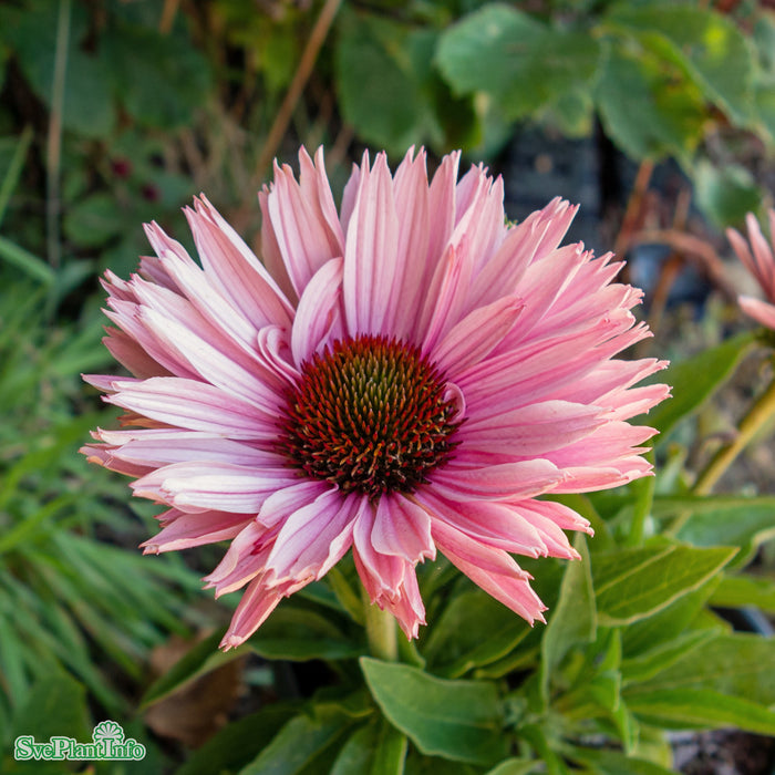 Echinacea 'Sunseekers Salmon' A-kval