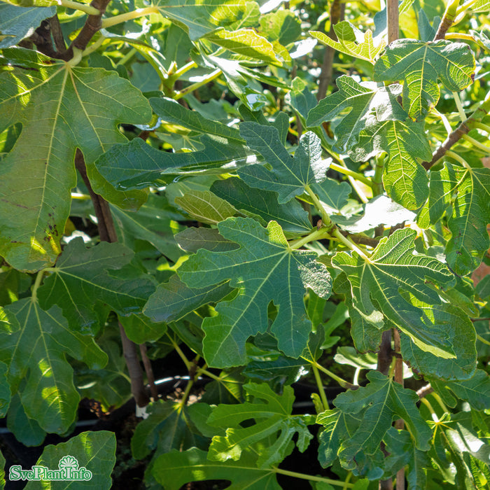 Ficus carica (Adriafikon) 'Précoce de Dalmatie' A-kv Co