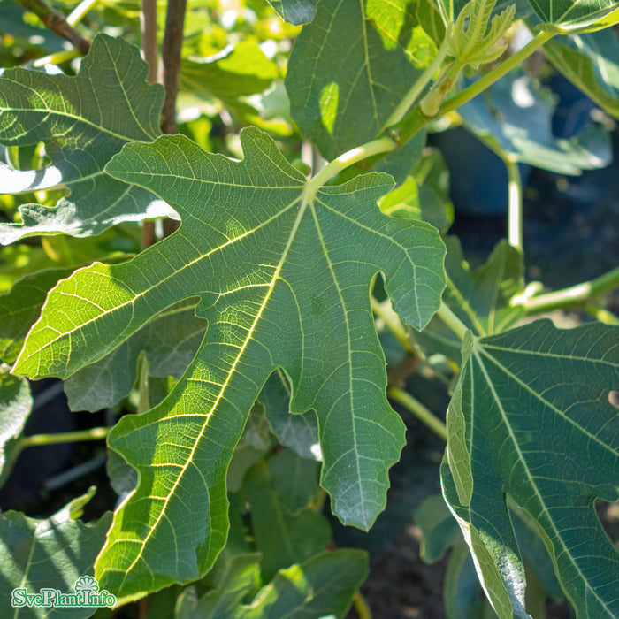 Ficus carica (Adriafikon) 'Précoce de Dalmatie' A-kv Co