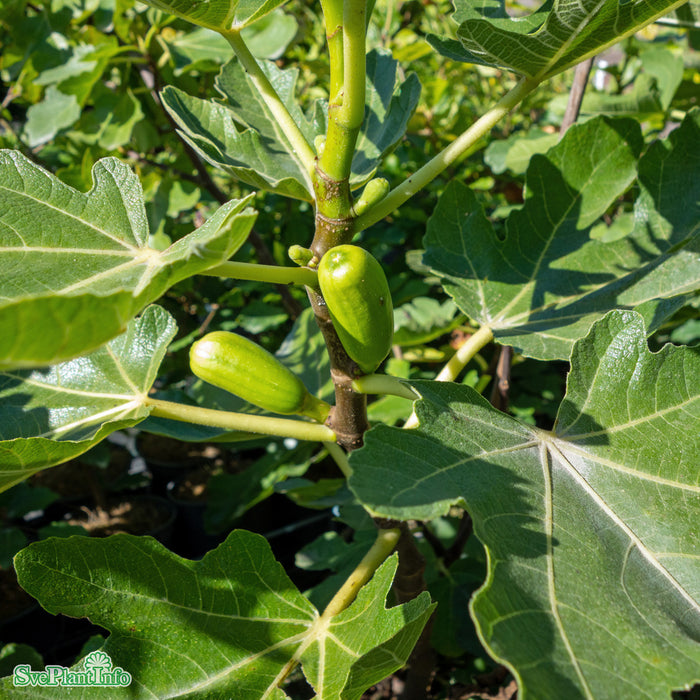 Ficus carica (Adriafikon) 'Précoce de Dalmatie' A-kv Co