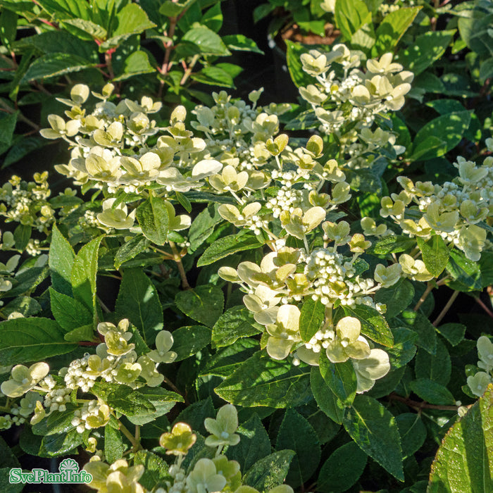 Hydrangea paniculata 'Polestar' C12