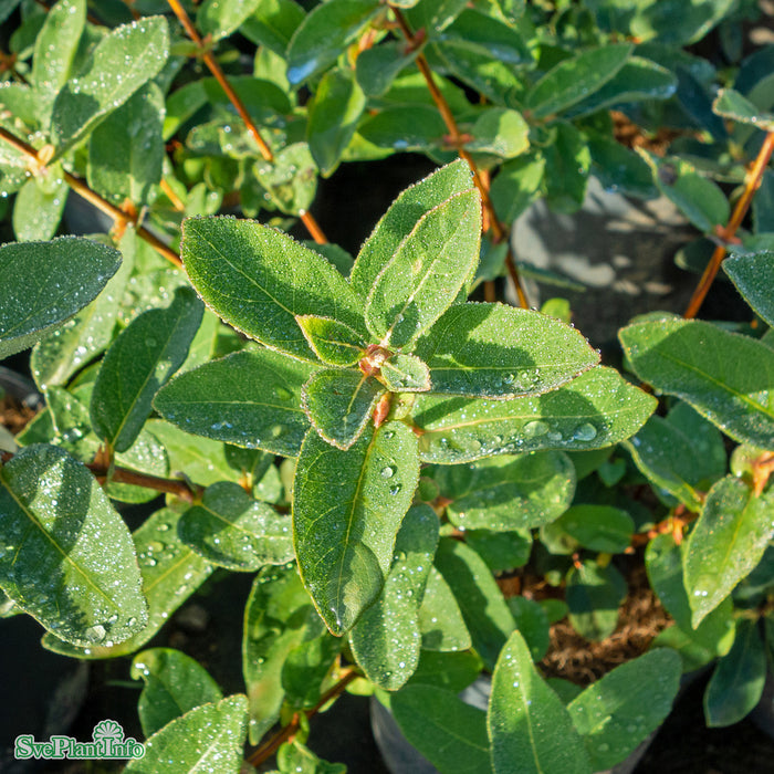 Lonicera caerulea var. kamt. 'Wojtek' C2 50-60cm