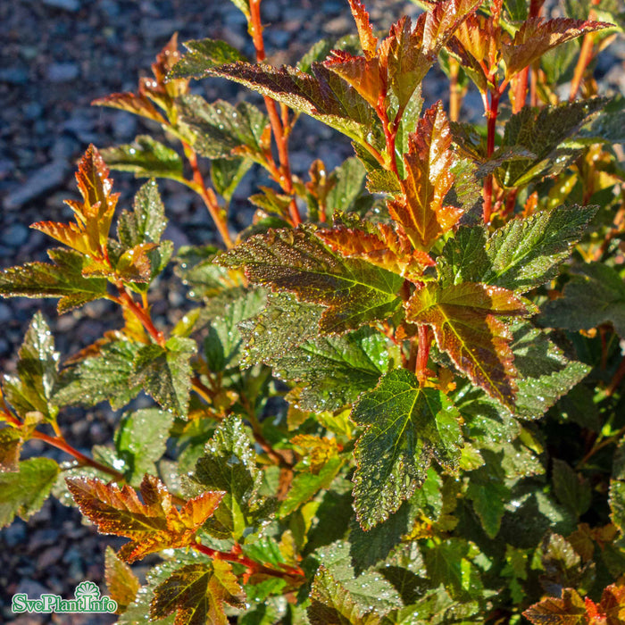 Physocarpus opulifolius 'Sweet Cherry Tea' Busk C4,5 40-50cm