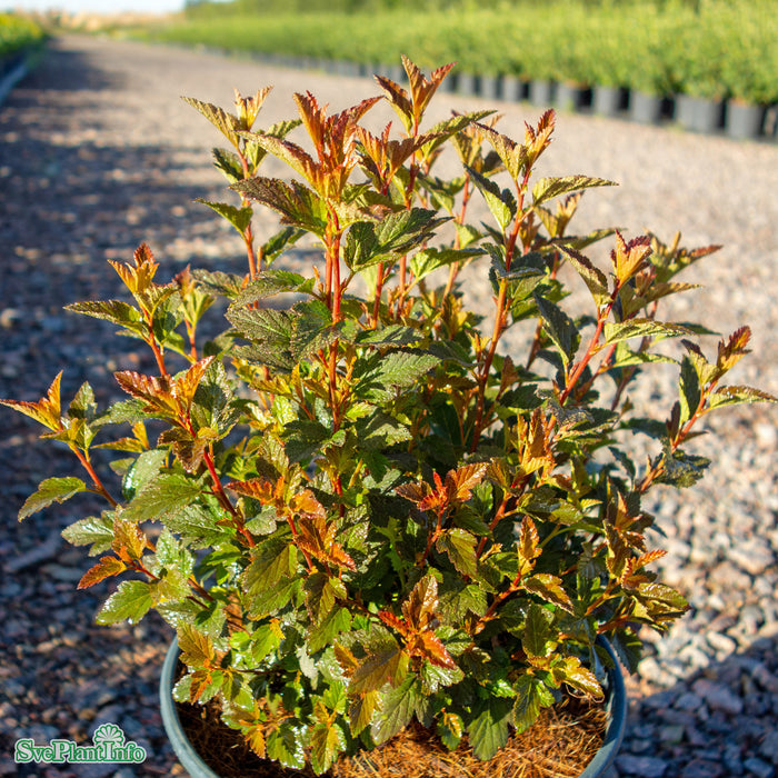 Physocarpus opulifolius 'Sweet Cherry Tea' Busk C4,5 40-50cm