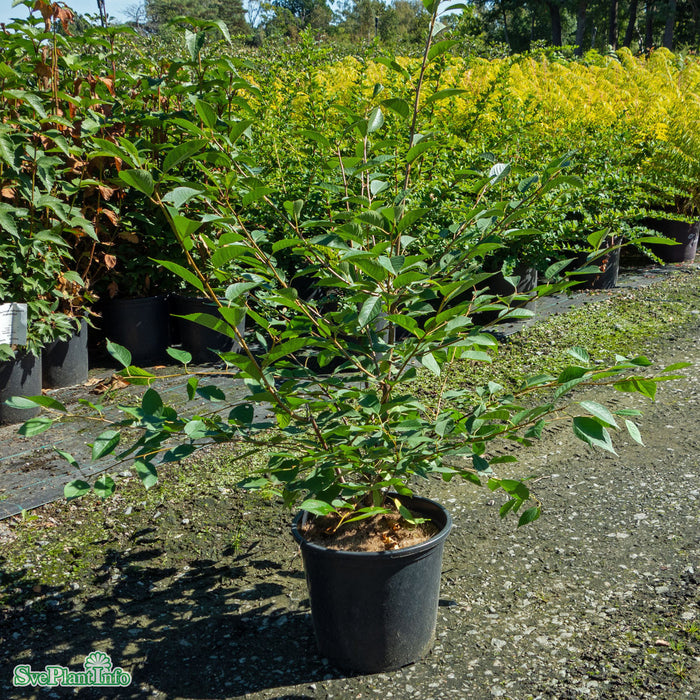 Prunus cerasus 'Berit' P.Colt Stam 2-års A-kval Co