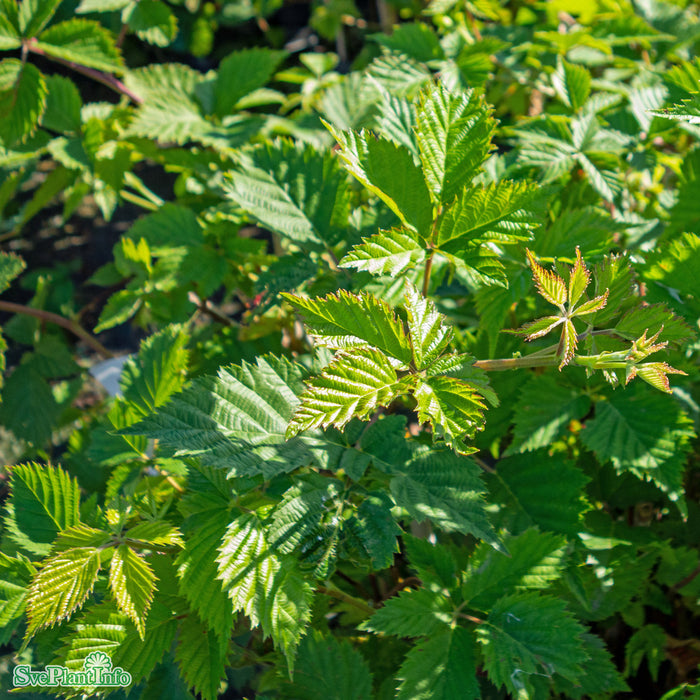 Rubus fruticosus 'Loch Ness' A-kval C3,5