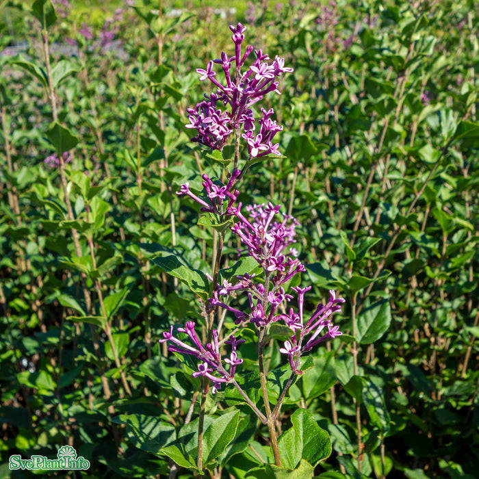 Syringa 'Dark Purple' Stam C10 80 cm