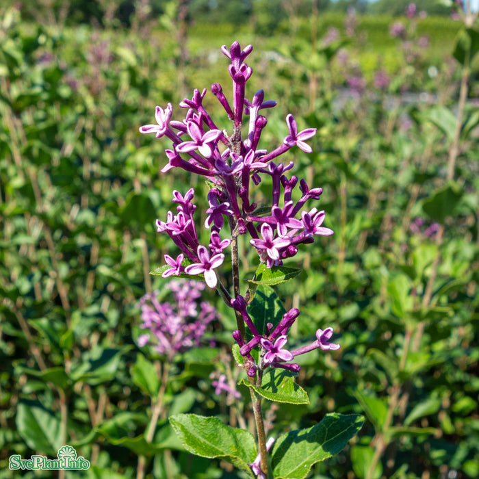 Syringa BLOOMERANG DARK PURPLE Busk C5
