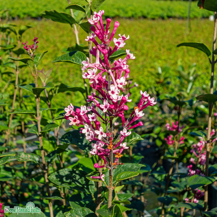 Syringa  'Tinkerbelle' Solitär C20 100-125cm