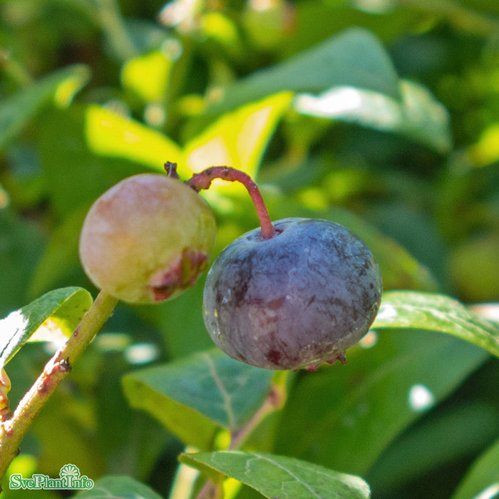 Vaccinium corymbosum 'Brigitta Blue' Busk C3,4 30-40cm