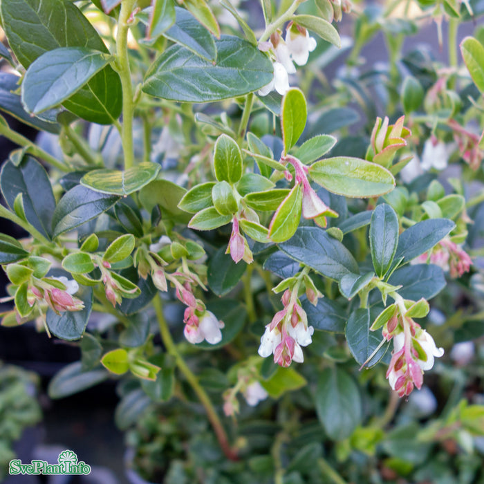 Vaccinium vitis-idaea 'Koralle' A-kval C0,8