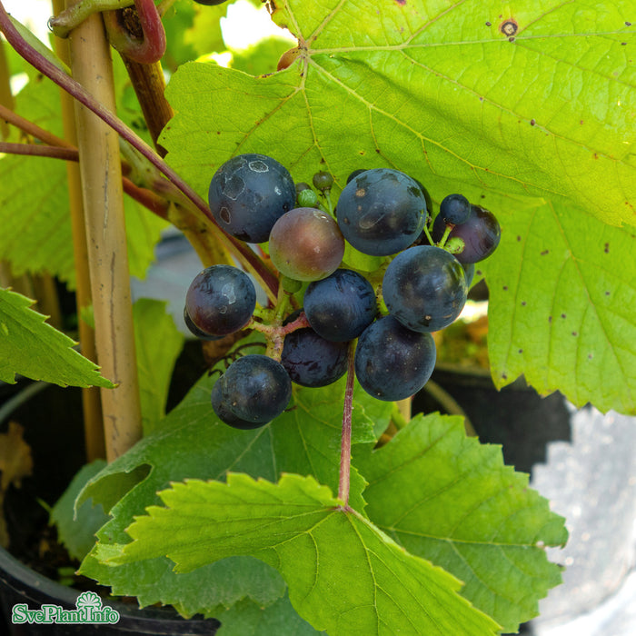 Vitis 'Rondo' A-kval C2