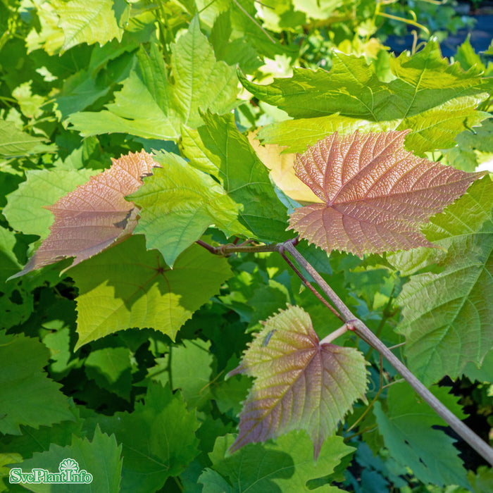 Vitis (Labrusca) 'Remaily Seedless' A-kval C2