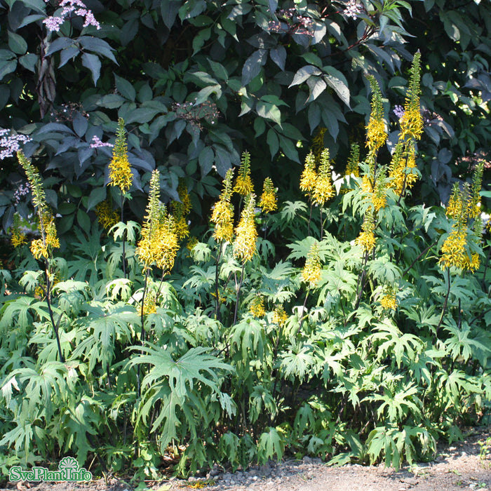 Ligularia przewalskii A-kval