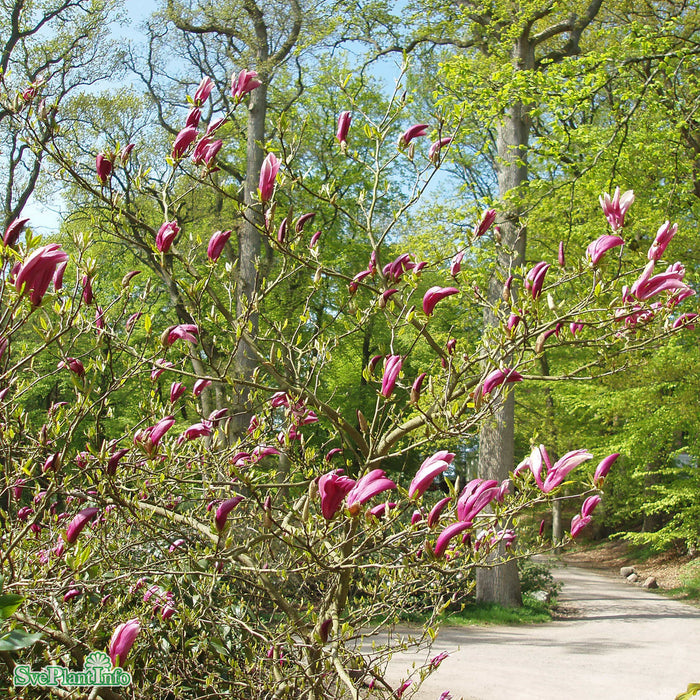 Magnolia (Liliiflora) 'Susan' Solitär Kl 125-150cm