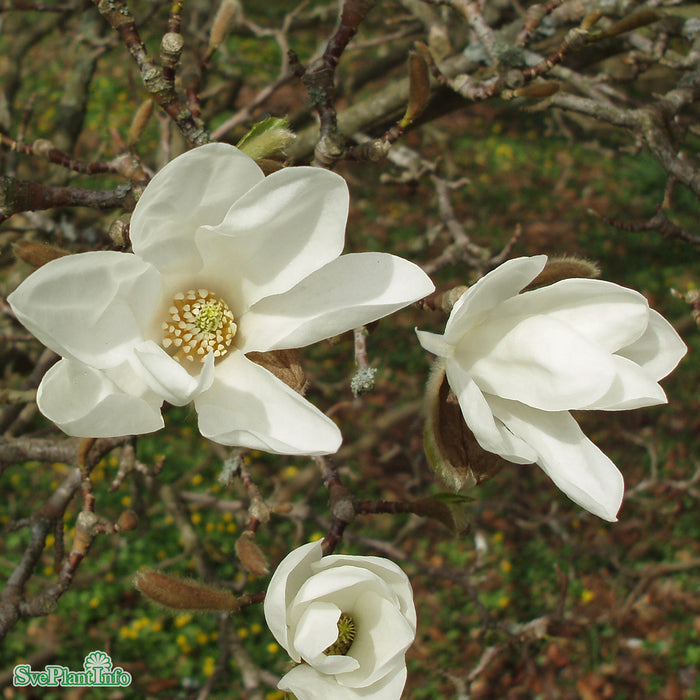 Magnolia kobus Högstam C47 So 8-10